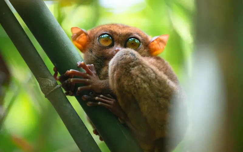 Tarsier - Chuyến đi đến Bohol